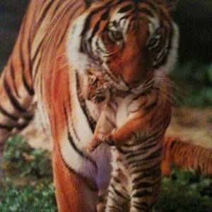 Meet your Posher, Michael